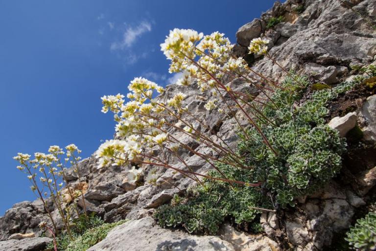 Der Rispen oder Trauben-Steinbrech (Saxifraga paniculata)