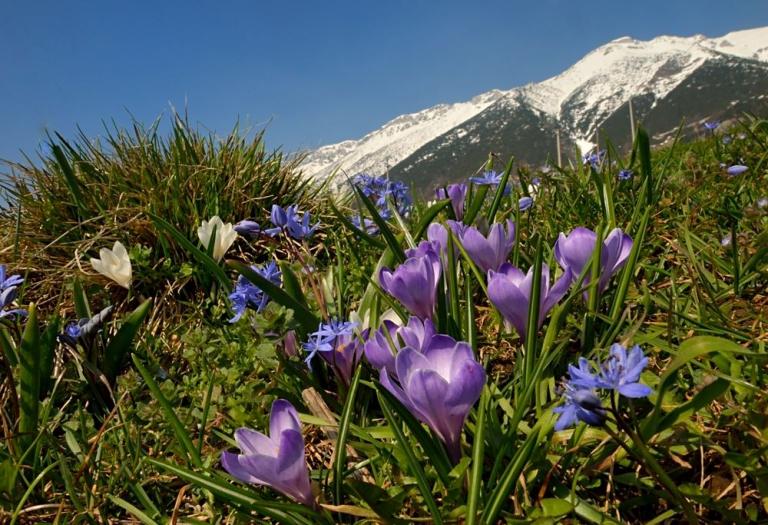 Der Frühlings-Krokus (Crocus albiflorus) mit dem  Zweiblättrige Blaustern (Scilla bifolia), Osthang Monte Baldo/Cima Tombea
