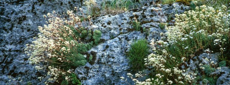 Der Rispen oder Trauben-Steinbrech (Saxifraga paniculata)