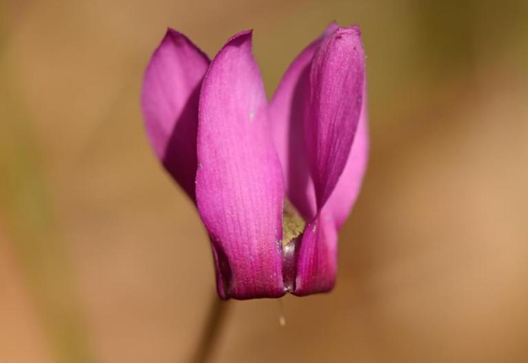 Cyclamen purpurascens - Europäische Alpenveilchen, Monte Baldo
