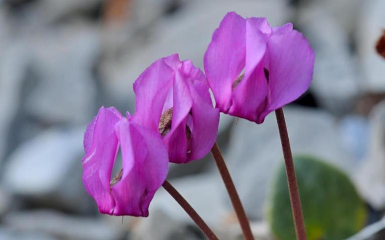 Cyclamen purpurascens - Europäische Alpenveilchen, Monte Baldo