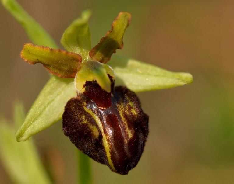 Die Spinnen-Ragwurz (Ophrys specodes) ist vielleicht die häufigste Ophrys-Art am Gardasee.