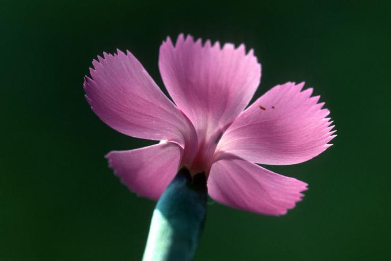 Die Steinnelke (Dianthus sylvestris)