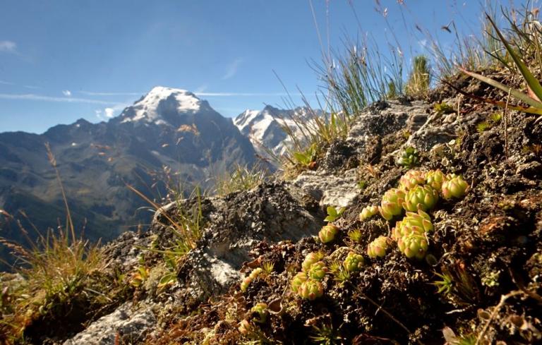Sempervivum montanum die Berg-Hauswurz mit Blick zum Ortler (italienisch Ortles) er ist mit  3905 m der höchste Berg in Südtirol.