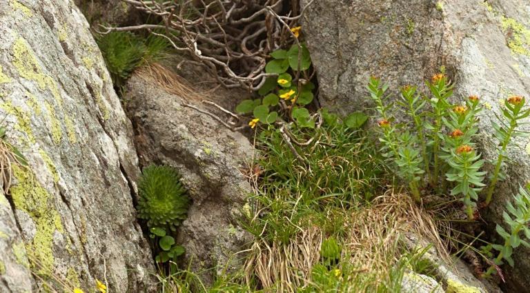Saxifraga florulenta mit S. montanum ssp. burnatii (im Gras) und Rhodiola rosea