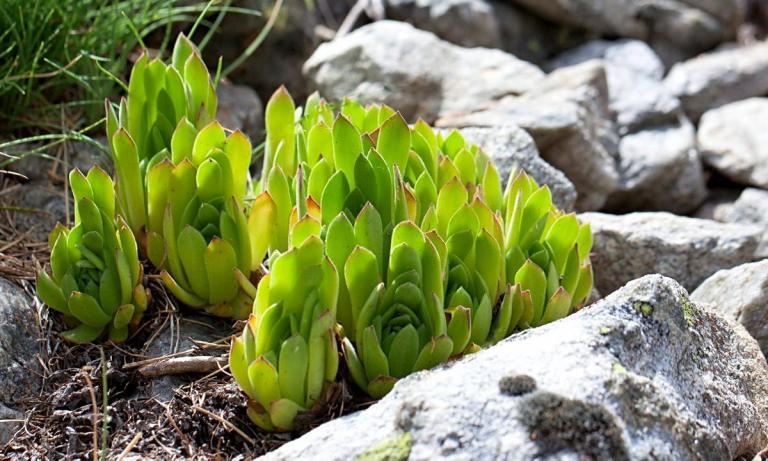 Sempervivum montanum ssp. burnatii, Vallon de Casterino (Val Casterino - Casterino-Tal)