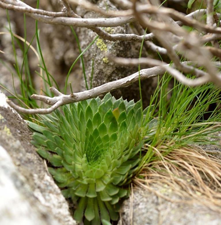 Saxifraga florulenta der Mercatour-Steinbrech am Lac Autier.