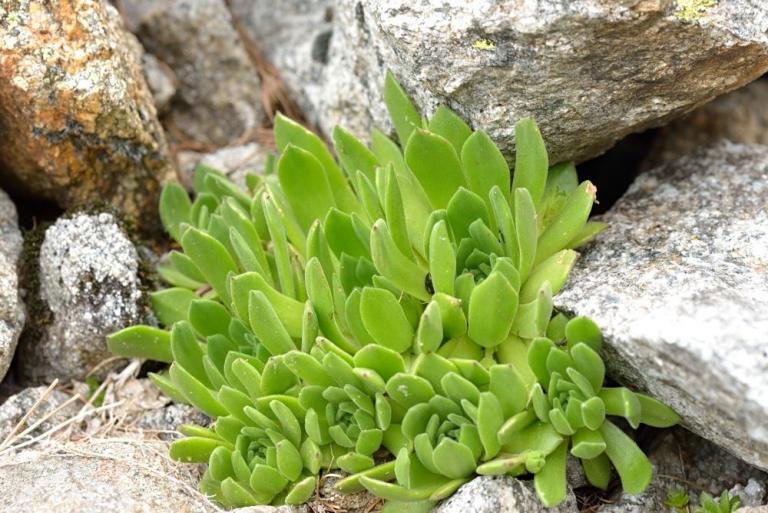 Sempervivum montanum fa. maximum (S. montanum ssp. burnatii)