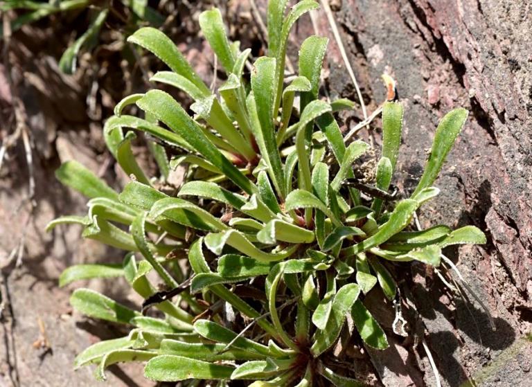 Saxifraga callosa var. australis 