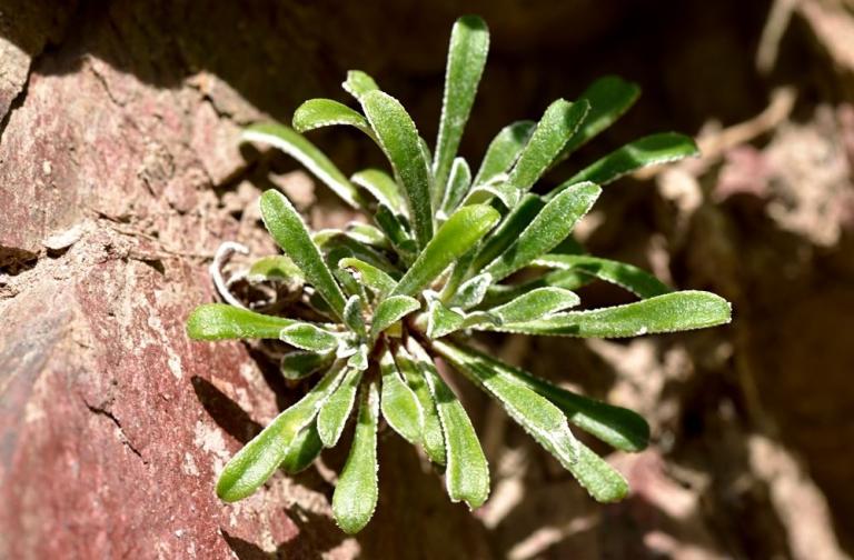 Saxifraga callosa var. australis 