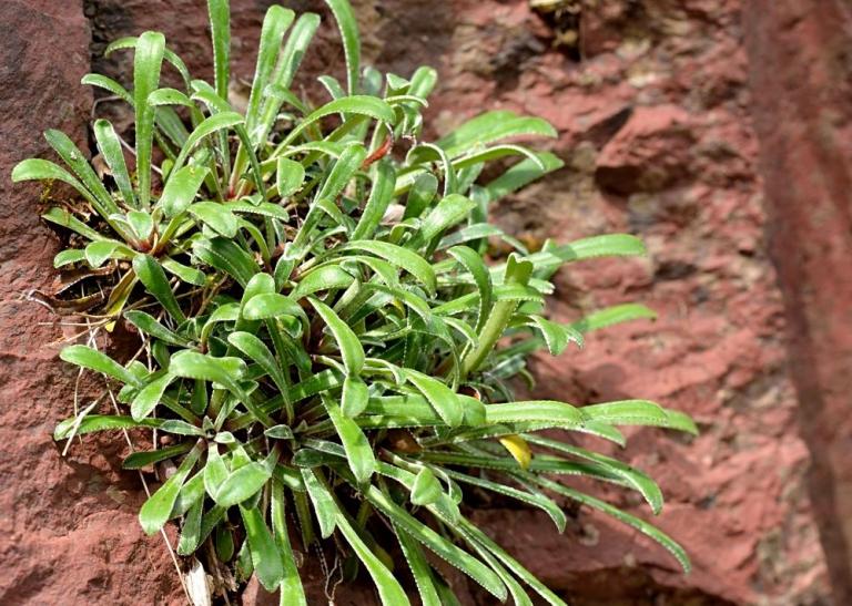 In der Cians-Schlucht wächst auch Saxifraga callosa var. australis. Durch Kreuzung der beiden Saxifraga callosa-Varietäten entstehen neue unterschiedliche  Standortformen. 