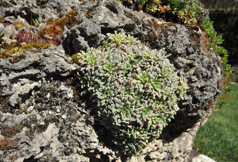 Saxifraga cochlearis - der Löffelblättrige Steinbrech liebt Kalktuffstein
