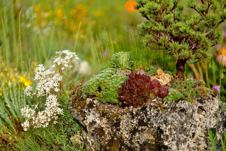 Silene acaulis 'Alba' und Salix serpyllifolia haben den Winter 2012-13 nicht überlebt. Dafür wächst jetzt eine schön  rot gefärbte Sempervivum heuffelii den Trog.