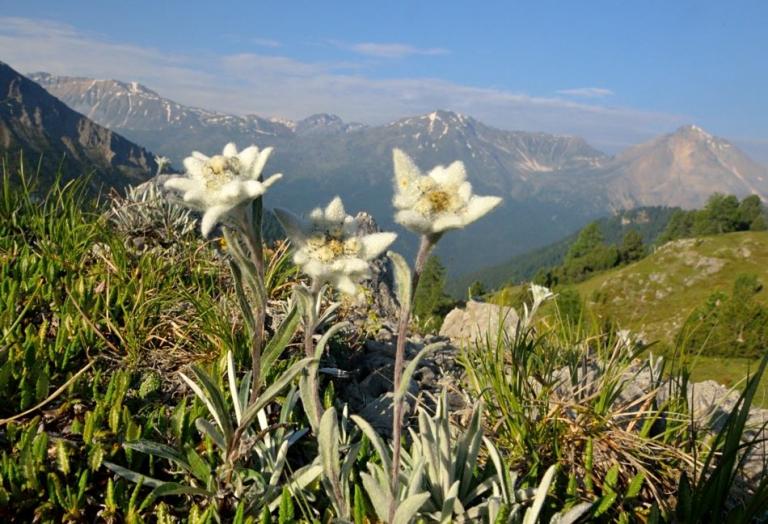 Leontopodium nivale ssp. alpinum das Alpen-Edelweiß, am Ofenpass  mit tollen Ausblick zur Ortlergruppe.