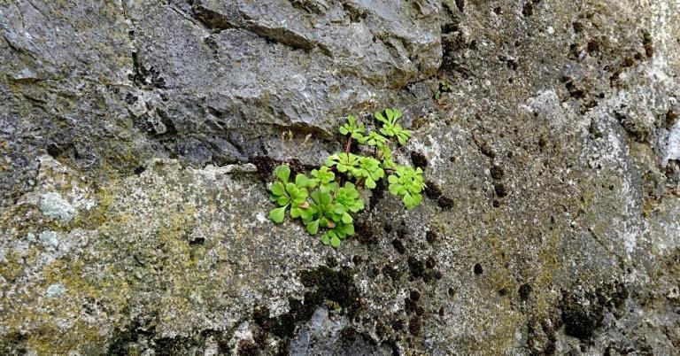Saxifraga cuneifolia, Gorges du Cians-Alpes-Maritimes/Frankreich