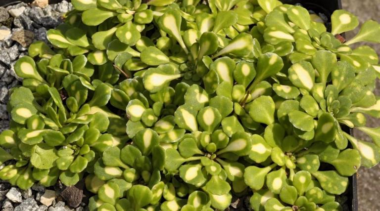 Panaschierte Form vom Keilblätterigen Steinbrech: Saxifraga  cuneifolia 'Variegata'
