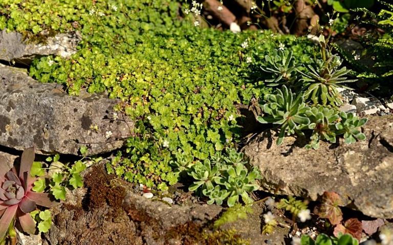 Saxifraga cuneifolia var. capillipes