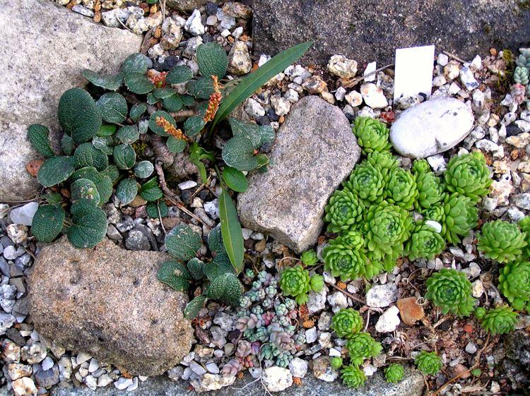 Sempervivum x barbulatum,  Ciampac/Italien und Salix reticulata-Netzblättrige Weide 