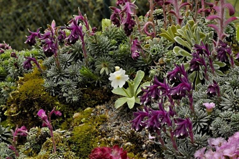 Im Trog wachsen mittlerweile mehr Primeln (Primula), auch die weiß blühende Primula marginata 'Casterino' fühlt sich zwischen Saxifraga sempervivum wohl.