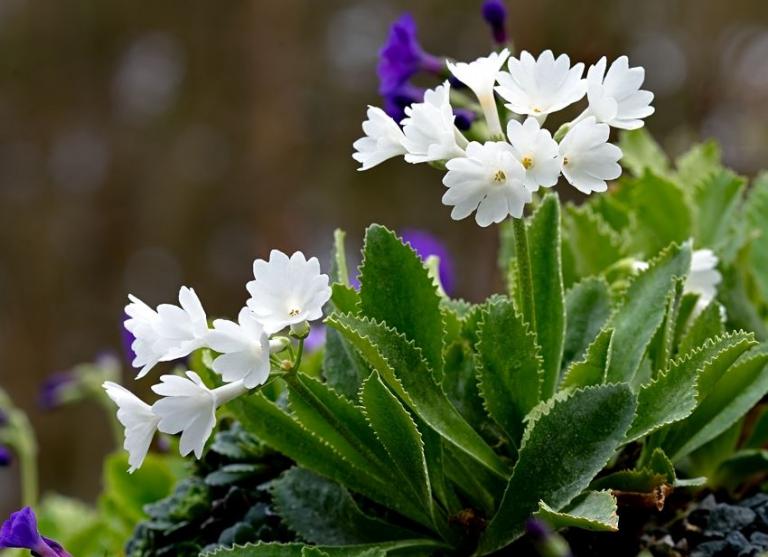 Drei Jahre später: Stolz und edel präsentiert sich Primula marginata 'Casterino' 