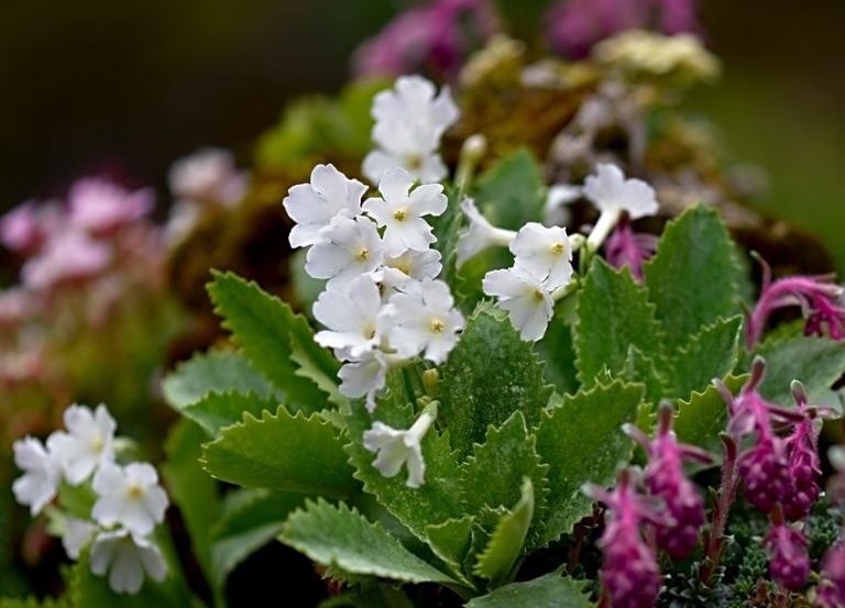 Primula marginata 'Alba'. Die Gesägtblätterige Primel oder Meeralpenprimel wächst in den Cottischen Alpen und in den Meeralpen.