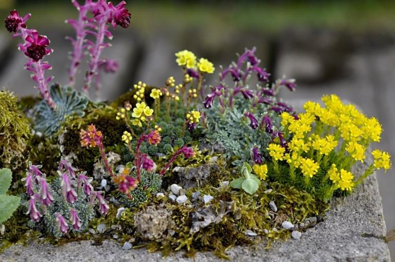 Gruppe mit Vorfrühlings-Steinbrechen. Rechts: Saxifraga sancta multiflora (Athos-Steinbrech)