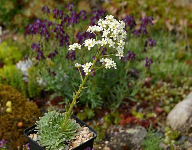 Saxifraga longifolia x Saxifraga paniculata 'Monte Cervino' 