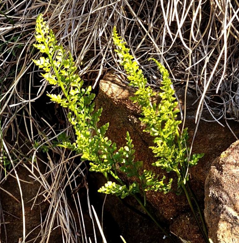 Asplenium cuneifolium - Serpentin-Streifenfarn, er wächst nur auf Serpentingestein 
