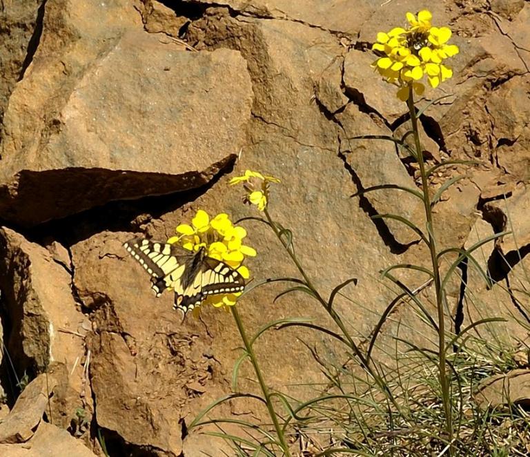 Erysimum sylvestre - der Felsen-Goldlack u. Papilio machaon - Schwalbenschwanz