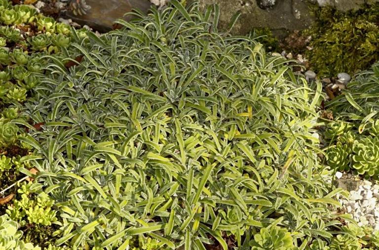 Saxifraga callosa ssp. callosa var. australis 'Lantoscana'