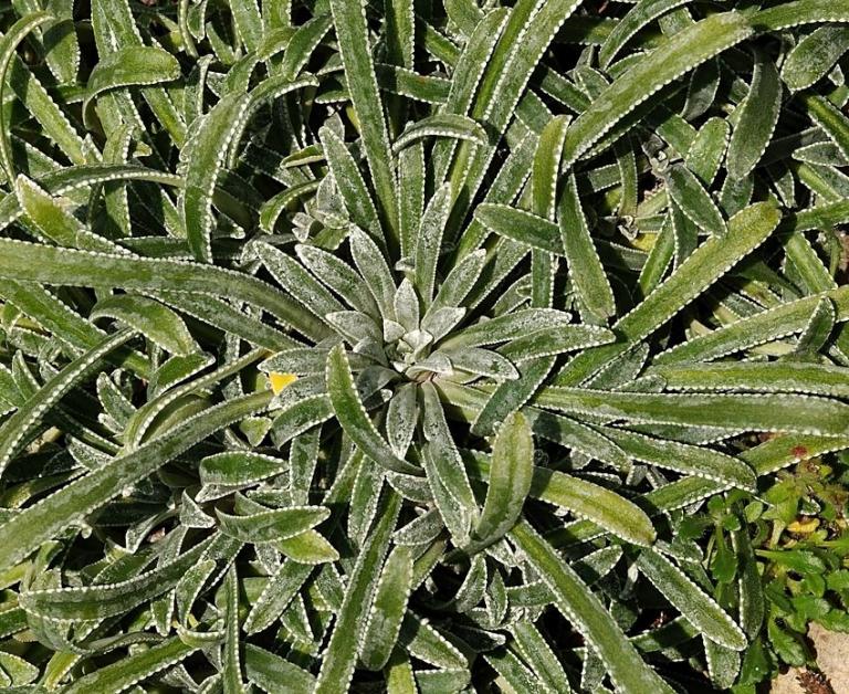 Saxifraga callosa ssp. callosa var. australis 'Lantoscana', Sündermann