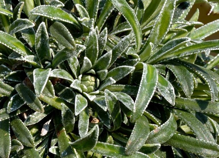 Saxifraga callosa ssp. callosa var. australis, Gran Sasso