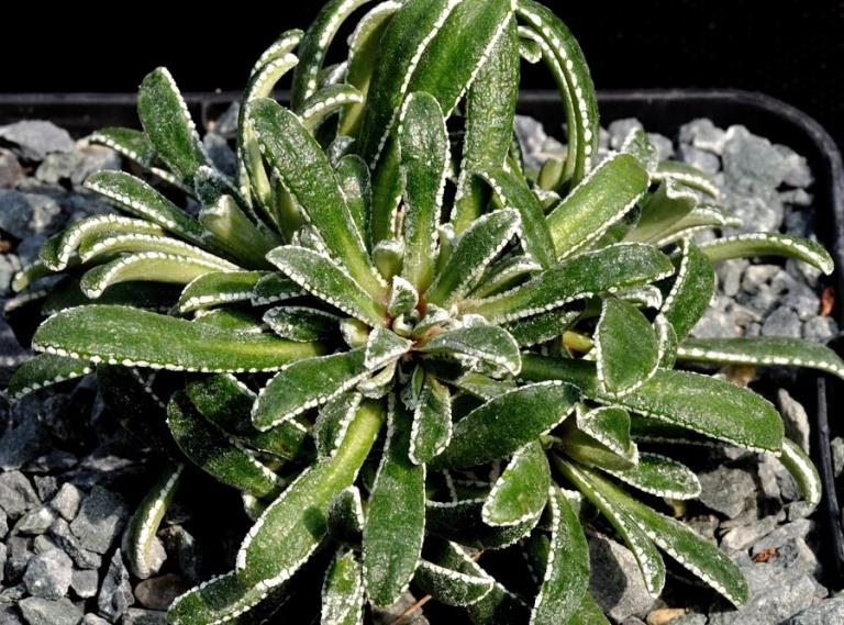 Saxifraga callosa ssp. callosa var. australis,  Gran Sasso/Region Teramo (Abruzzen) Italien