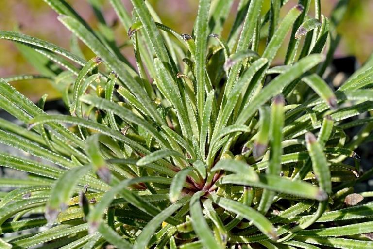 Sämling von Saxifraga callosa ssp. callosa var. callosa 'Bellardii'