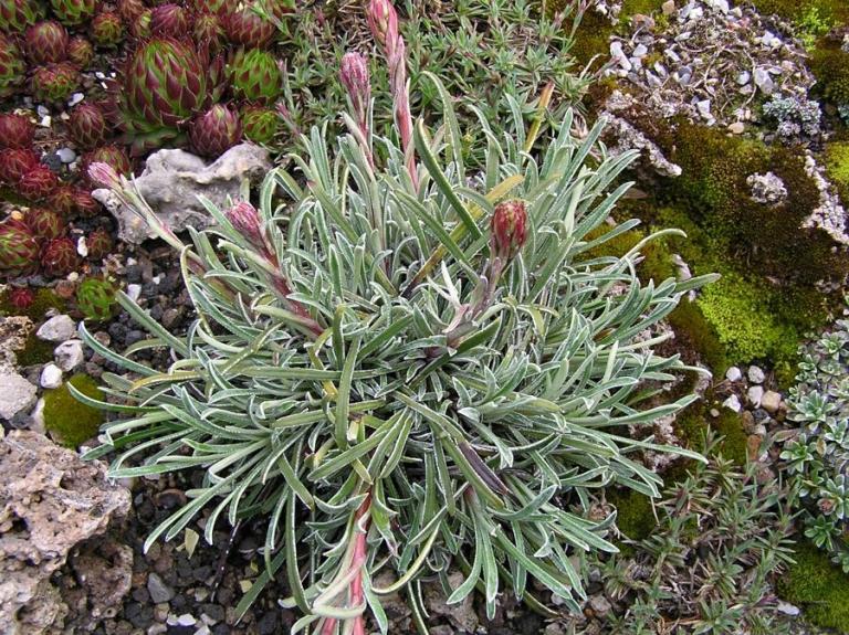 Saxifraga callosa ssp. callosa var. callosa 'Bellardii'