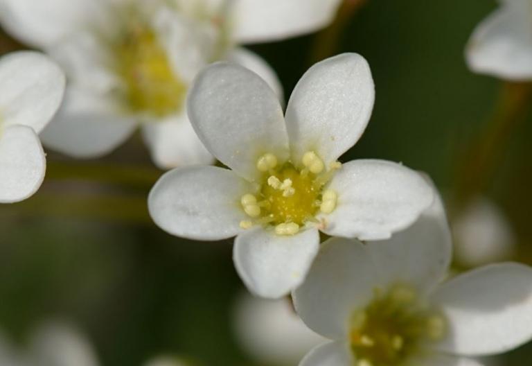 Saxifraga callosa, Col de Turini hat kleinere Blüten und kürzere Blätter als S. callosa, Tende
