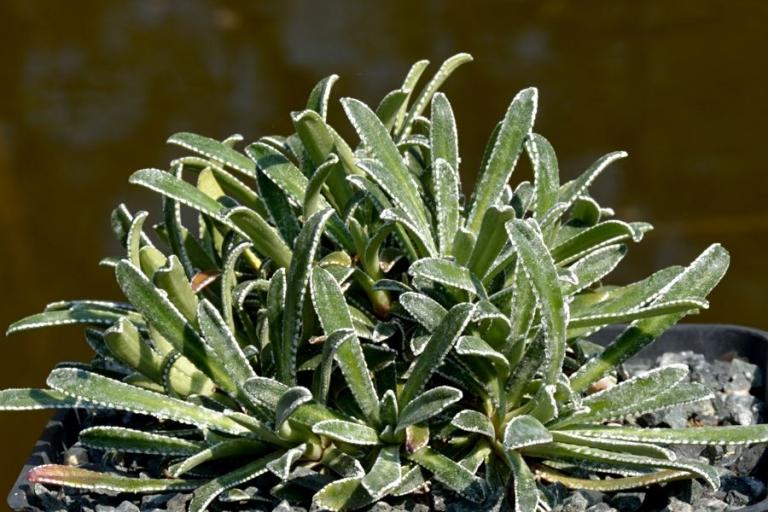 Saxifraga callosa ssp. callosa var. australis