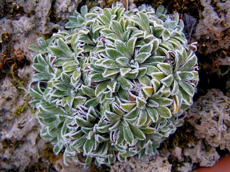 Saxifraga callosa var. australis,  Gorges du Verdon im Kalktuffstein