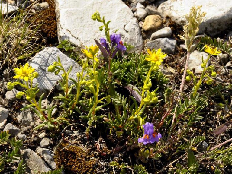 Saxifraga aizoides, zusammen mit dem Leinkraut (Linaria alpina)