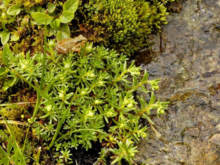 Saxifraga aizoides - Fetthennen-Steinbrech, Sektion Xanthizoon im Hörndlinger Graben/Österreich