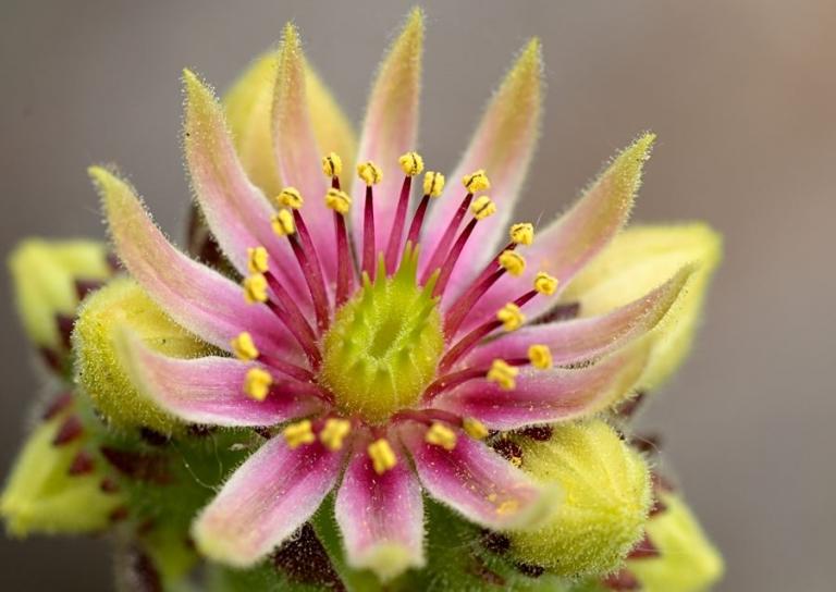 Sempervivum grandiflorum Hybride, erkennbar durch die etwas breiteren und nur an den Blattspitzen gelb gefärbten  Blütenblättern.