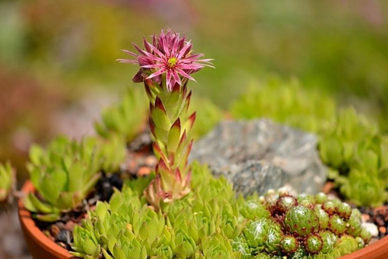  Sempervivum montanum ssp. burnatii {Val Casterino, Seealpen-Alpes Maritimes}