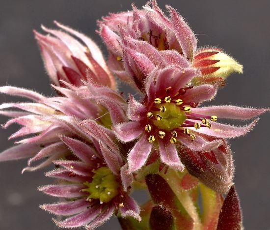 Sempervivum montanum  cf. heterophyllum