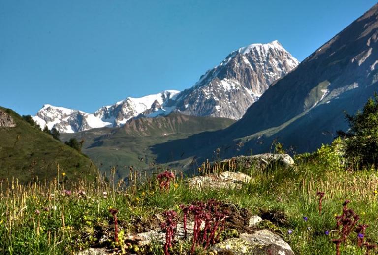 Sempervivum montanum  {Kleiner Sankt Bernhard. Im Hintergrund das Mont-Blanc-Massiv/Aostatal/Italien} 