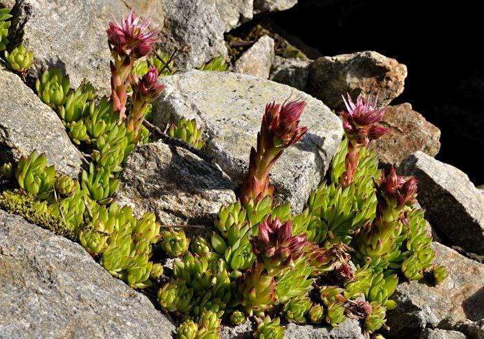 Sempervivum montanum {Val Veny, Mont-Blanc-Massiv/Italien} in situ 