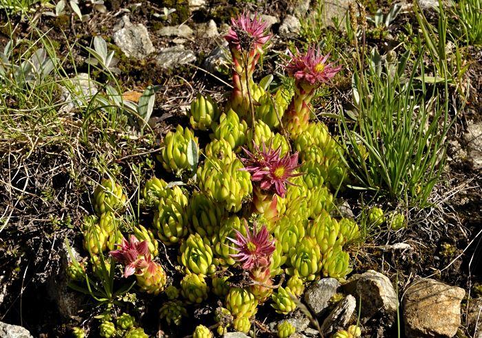 Sempervivum montanum {Val Veny, Mont-Blanc-Massiv/Italien} in situ 