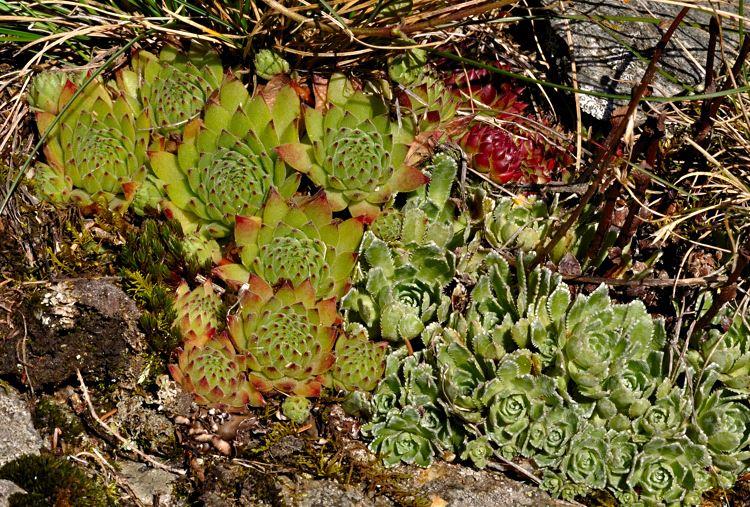 Sempervivum montanum mit Saxifraga paniculata {Pöllatal-Kärnten/Österreich} in situ 