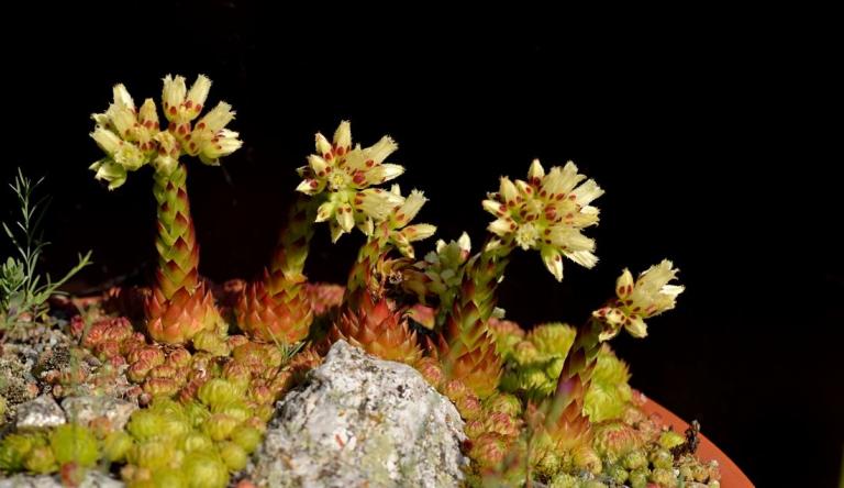 Sempervivum globiferum ssp. arenarium