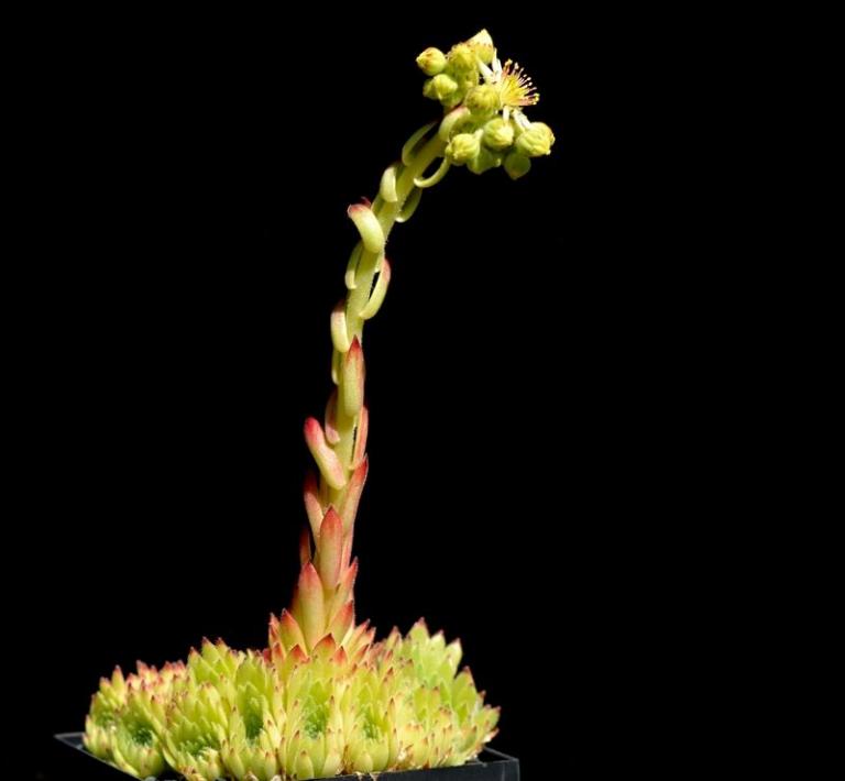 Sempervivum leucanthum x Sempervivum pittonii