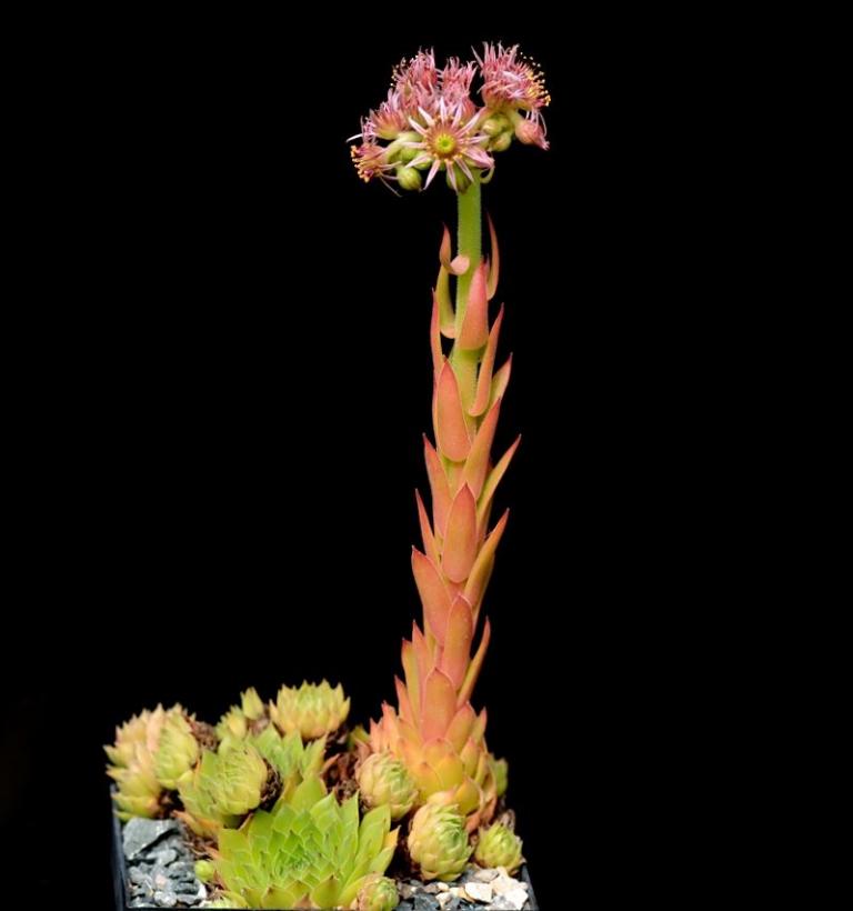 Sempervivum ssp. matricum  {Remete-hegy 340m/ Ungarn}